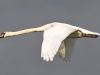 Mute Swan