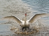 Mute Swan