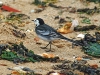 Pied Wagtail