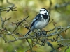 Pied Wagtail