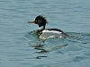 Red Breasted Merganser