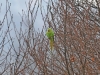 Ring Necked Parakeet