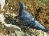 Rock Dove