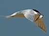 Sandwich Tern