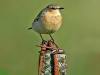 Wheatear