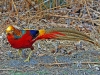 Golden Pheasant