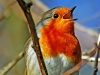 Robin
