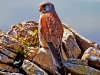 Kestrel