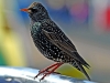Starling