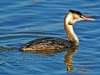 Great Crested Grebe