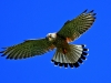 Kestrel