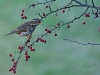 Redwing