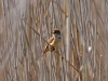 Reed Warbler