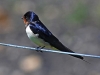 Swallow