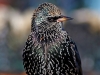 Starling