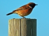Stonechat