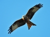 Red Kite