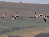 Shelduck