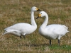 Bewick Swans
