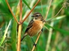 Stonechat