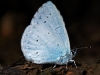 Holly Blue