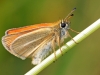 Essex Skipper