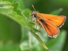 Essex Skipper