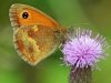 Gatekeeper