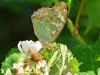 Silver Washed Fritillary (Valezina)