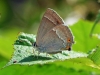 Purple Hairstreak