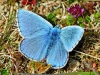 Adonis Blue