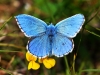 Adonis Blue
