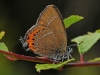Black Hairstreak