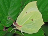 Brimstone.