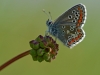 Brown Argus.
