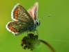 Brown Argus