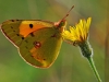 Clouded Yellow.