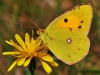 Clouded Yellow