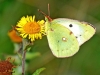 Clouded Yellow(Helice)