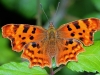 Comma