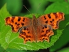 Comma.