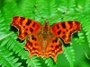 Comma