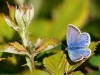 Common Blue