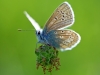 Common Blue