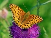 Dark Green Fritillary.