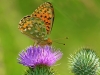 Dark Green Fritillary