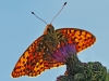 Dark Green Fritillary