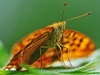 Dark green Fritillary.