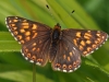Duke Of Burgundy