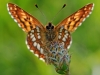 Duke Of Burgundy